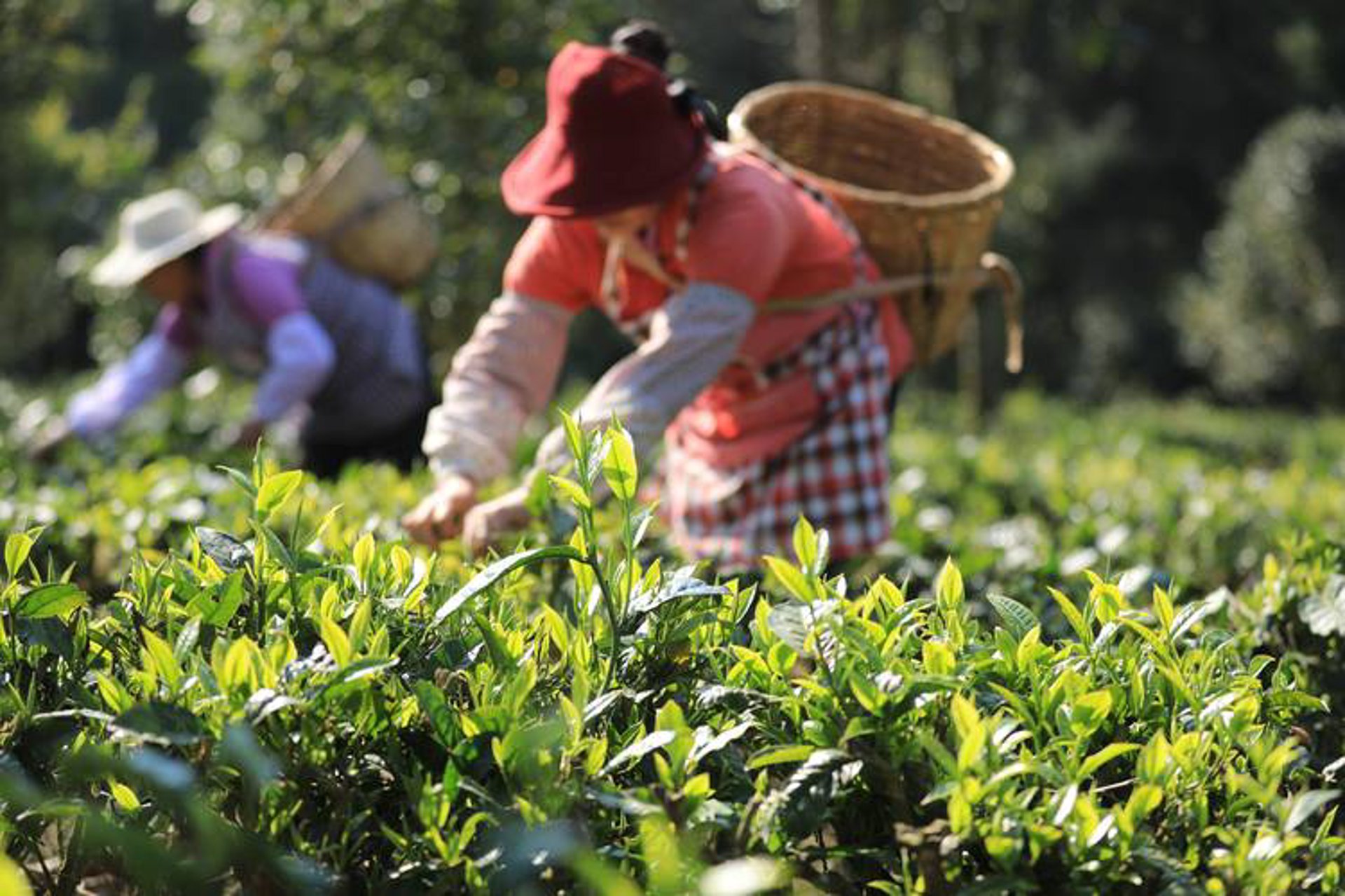 普洱茶产业网